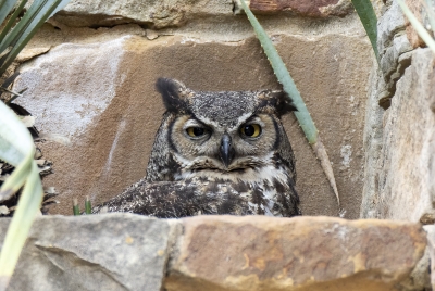 Athena Great Horned Owl 2025